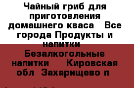 Чайный гриб для приготовления домашнего кваса - Все города Продукты и напитки » Безалкогольные напитки   . Кировская обл.,Захарищево п.